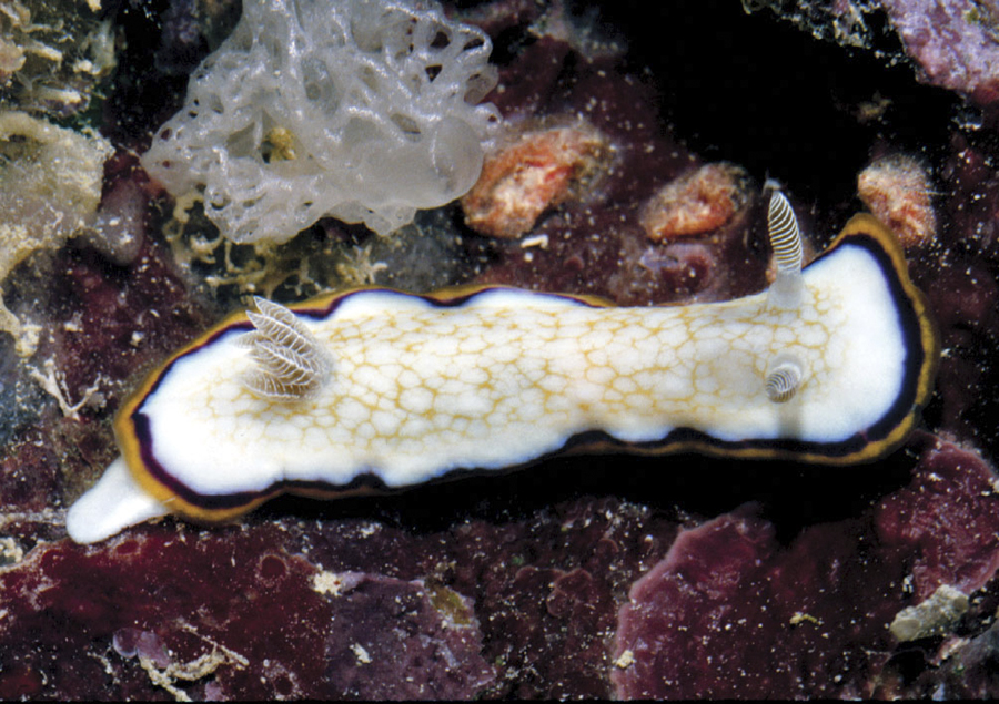 Chromodoris obsoleta